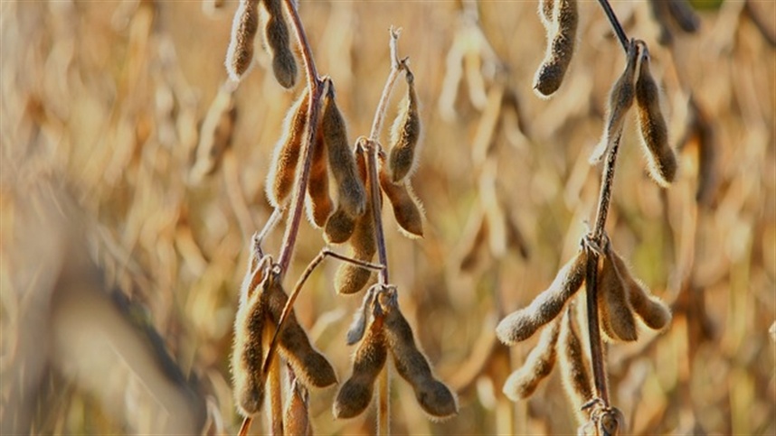 Argentina lanza ‘dólar soya’ esta semana