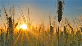 Quem produz trigo está LUCRANDO mais