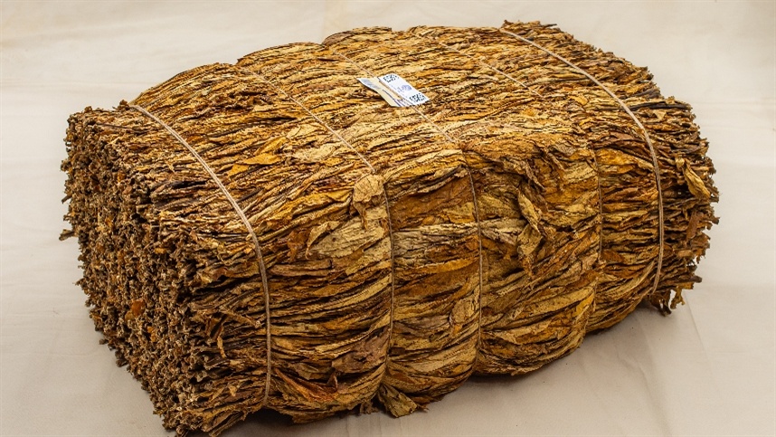Programa Tabaco Limpo reforça cuidados para evitar materiais estranhos