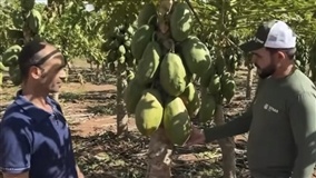 Fruticultura familiar