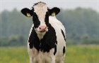 BOI: Exportações de carne bovina atingem recorde