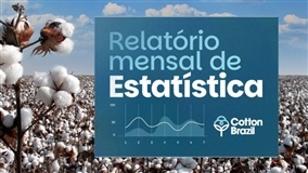 Relatório Algodão