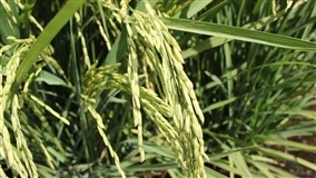 Epagri pesquisa efeitos de temperaturas extremas na cultura do arroz