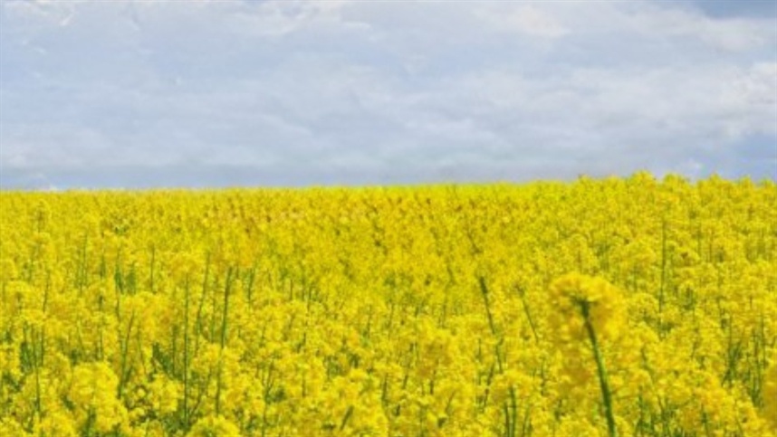 Canola da América do Norte terá testes contra estresse hídrico