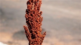 Sorgo pode ser seguro para celíacos