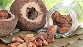 Bioeconomia amazônica