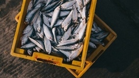 Aquicultura pode crescer com bioinsumos