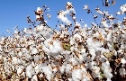 Preços do algodão seguem estáveis há 3 meses