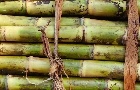 ETANOL: Oferta reduzida eleva preços