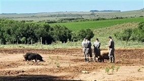 EM SÃO GABRIEL / RS