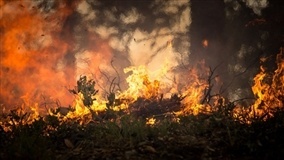 SP: Secretaria de Agricultura lista dez cuidados para evitar incêndios nas plantações