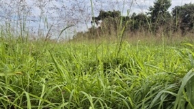Antecipasto garante pasto no inverno e maior produtividade