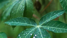 Importância da mandioca