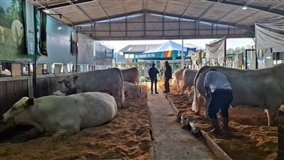 Veja cinco bovinos que viraram atrações na Expointer 2026