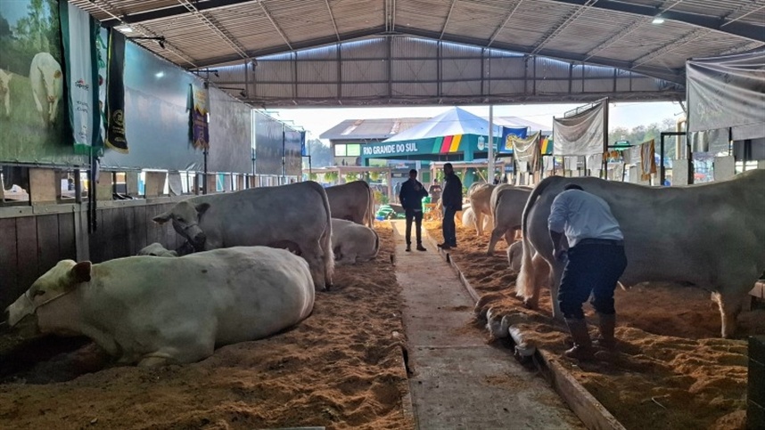 Veja cinco bovinos que viraram atrações na Expointer 2026