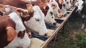 "Mercado de nutrição animal brasileiro não parou"