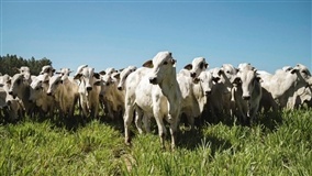 ILPF e manejo de carrapatos elevam potencial produtivo