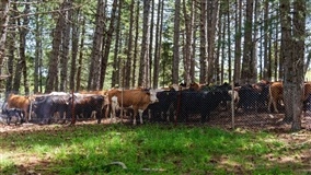 Mapa destaca avanços da pecuária sustentável