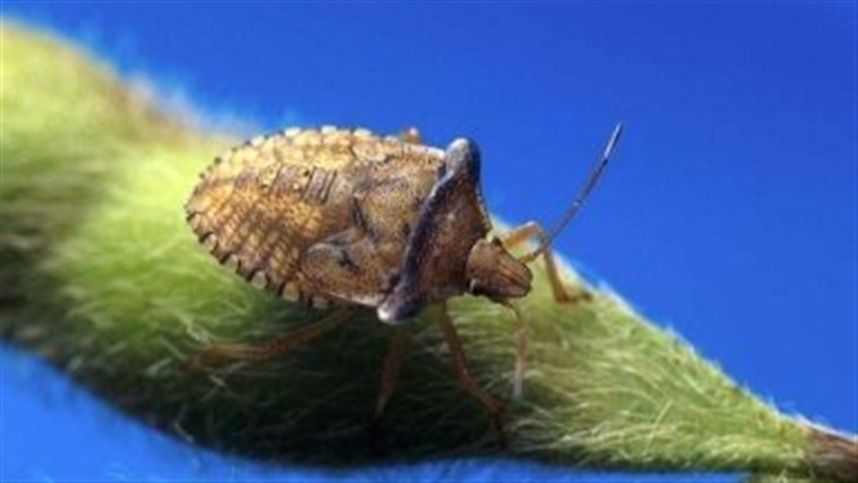 Como identificar e combater o percevejo marrom