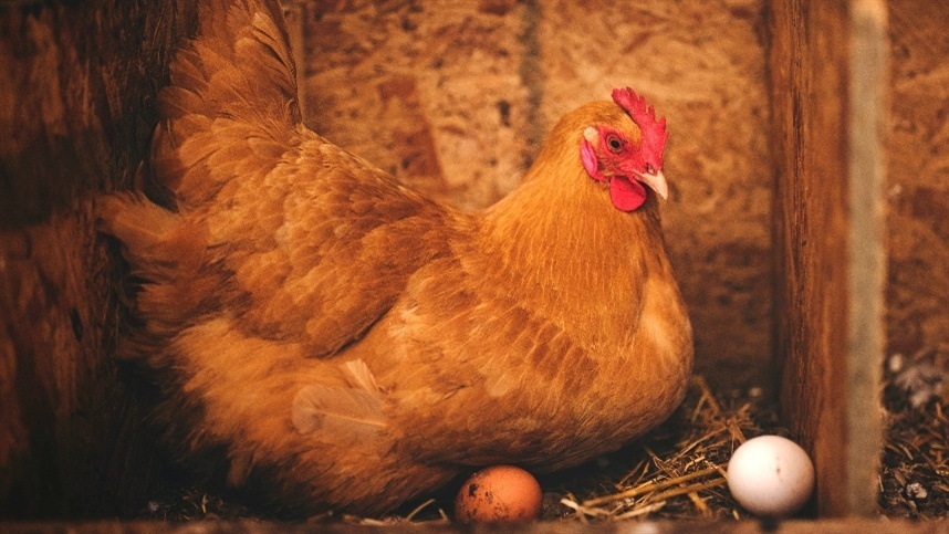 Chile mata 40.000 aves en medio de brote de gripe aviar