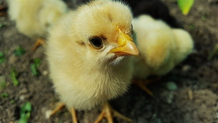 Los envíos de genética avícola están creciendo