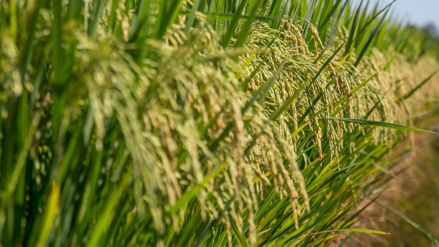 Estratégias para os custos de produção estarão em debate na Abertura da Colheita do Arroz