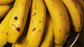FAO inicia programa para “salvar” as bananas