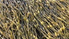 Fruticultura