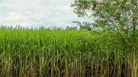 Manejo da adubação fosfatada para cana-de-açúcar no Cerrado