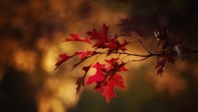 Outono terá chuva irregular e calor acima da média em SC