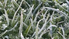 Geada no último dia de inverno causa prejuízo a agricultores