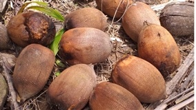 AGRICULTURA FAMILIAR