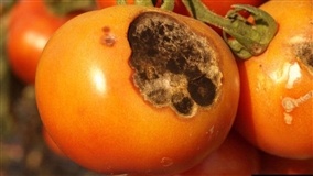 Tomate