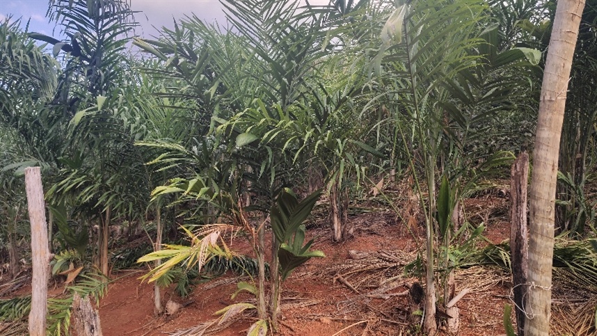 Palmito pupunha amplia renda e oportunidades em Minas Gerais