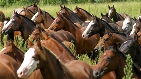 Cavalo Crioulo registra avanço em território brasileiro em 2019