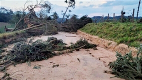 Paraná autoriza uso de madeira de árvores caídas por clima