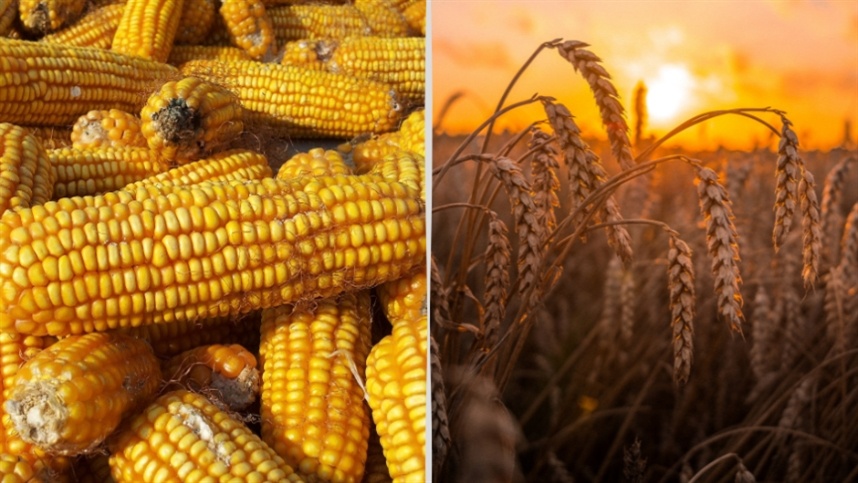 America: Wheat and Corn Rise