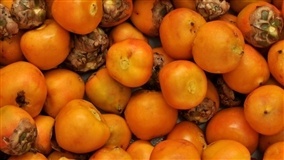 Pesquisadores analisam frutos de oito espécies de butiá