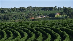 Epamig estuda desenvolvimento das cultivares de café com colheita mecanizada
