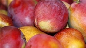Inscrições para curso sobre produção orgânica de fruteiras vão até 14 de outubro