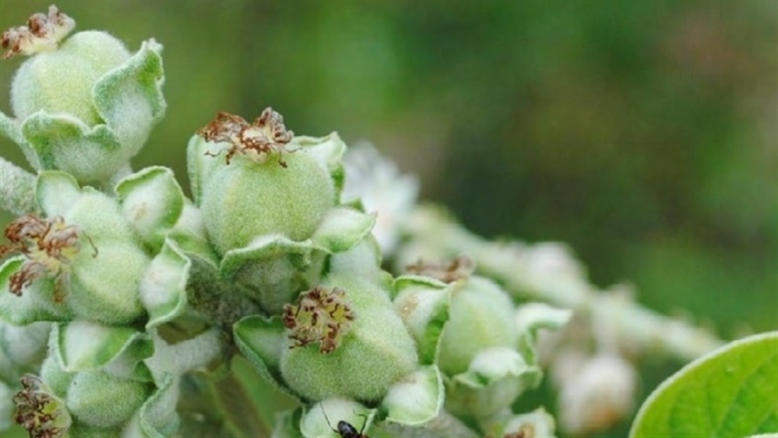 Livro destaca plantas da Euphorbiaceae em Pernambuco