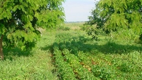 Sistema agroflorestal amplia carbono no solo do Cerrado