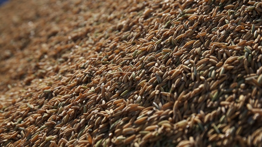 Federarroz orienta acesso a PEP e Pepro