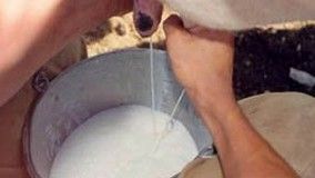 Faturamento da Expozebu deve chegar a R$ 46,5 milhões