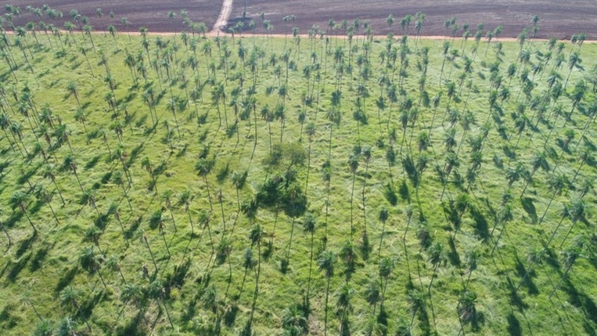Regularização ambiental gera renda no campo em São Paulo