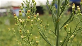 Biologia e ecofisiologia de buva (Conyza bonariensis e Conyza canadensis)