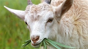 Cabras OGM podem combater o câncer