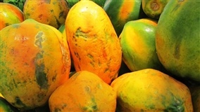 Ácaro rajado ameaça produtividade do mamão