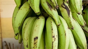 Fertilidade para a bananeira