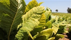 Impacto da reforma tributária na cadeia produtiva do tabaco é tema de conferência